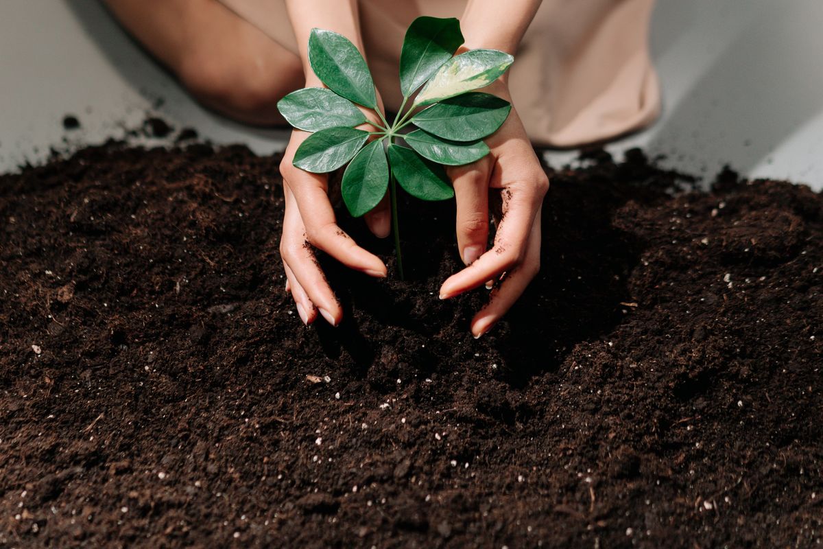 植树问题总是出错？先分清两端都栽、一端栽、两端都不栽三种情况，比死背公式管用